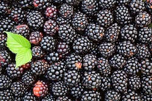 Frozen Organic Blackberry - 5 LB Box